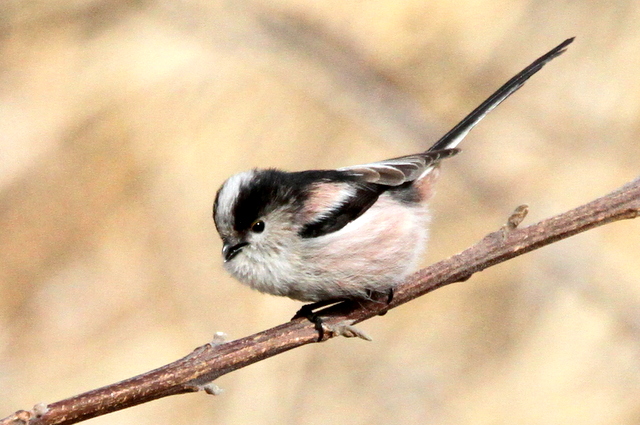 f:id:digibirds:20130211233829j:image