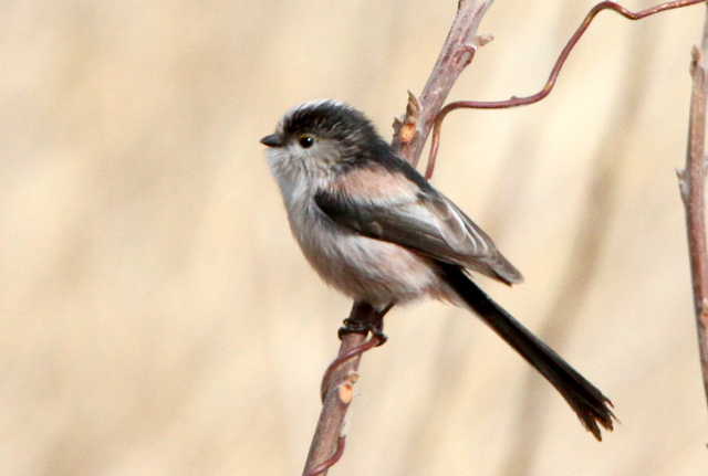 f:id:digibirds:20130211233830j:image