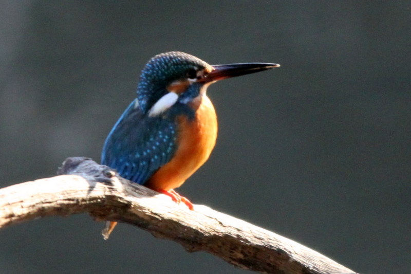 f:id:digibirds:20130212055516j:image