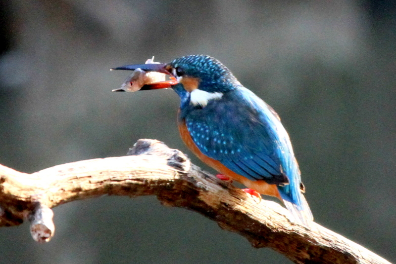 f:id:digibirds:20130212055517j:image