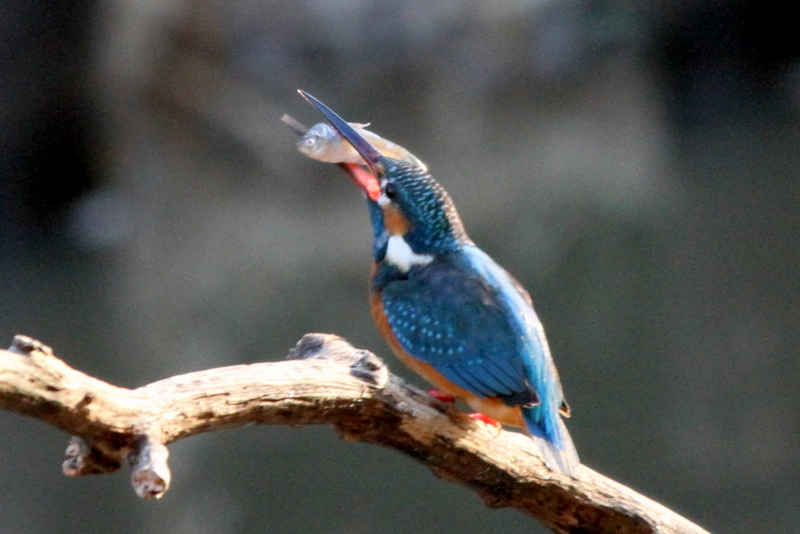 f:id:digibirds:20130212055519j:image