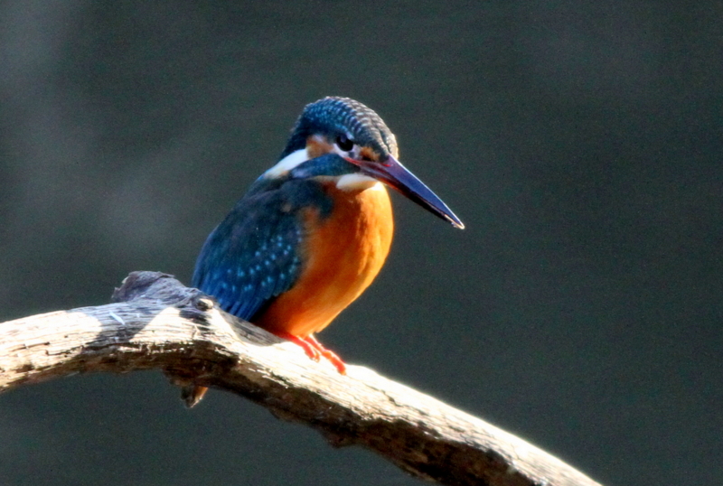 f:id:digibirds:20130212055521j:image