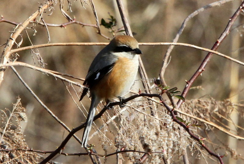 f:id:digibirds:20130212182315j:image