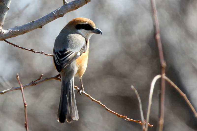 f:id:digibirds:20130212192405j:image