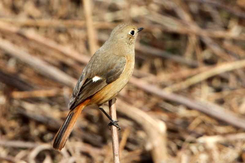f:id:digibirds:20130213194705j:image