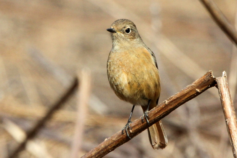 f:id:digibirds:20130213194706j:image