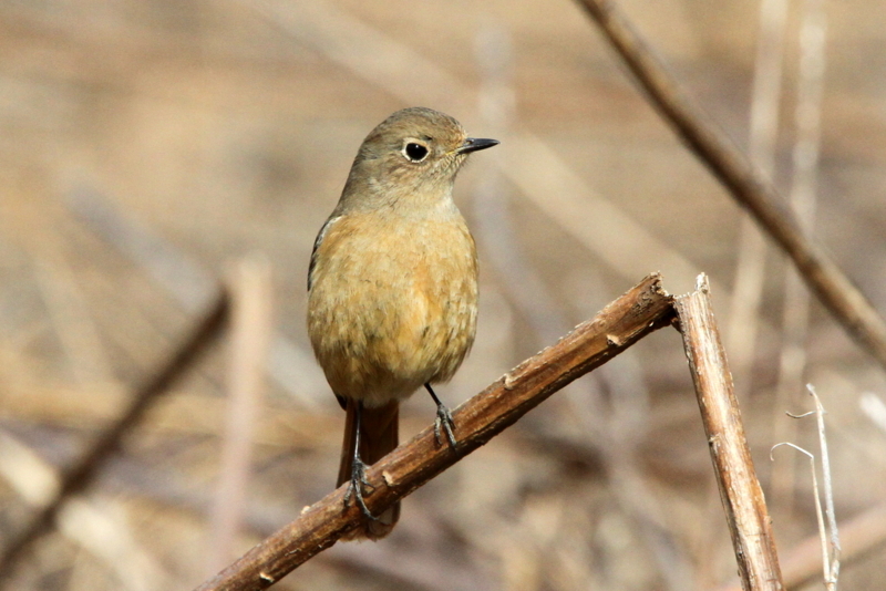 f:id:digibirds:20130213194708j:image