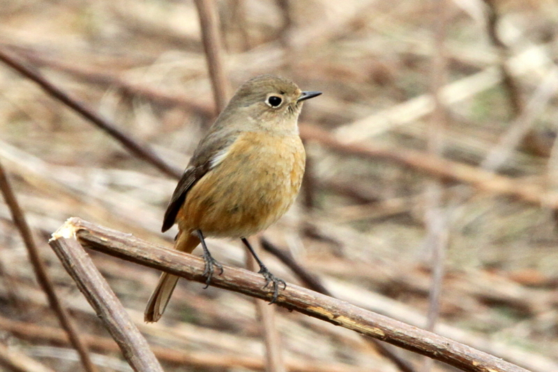f:id:digibirds:20130213194710j:image