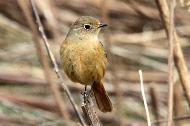 f:id:digibirds:20130213194712j:image