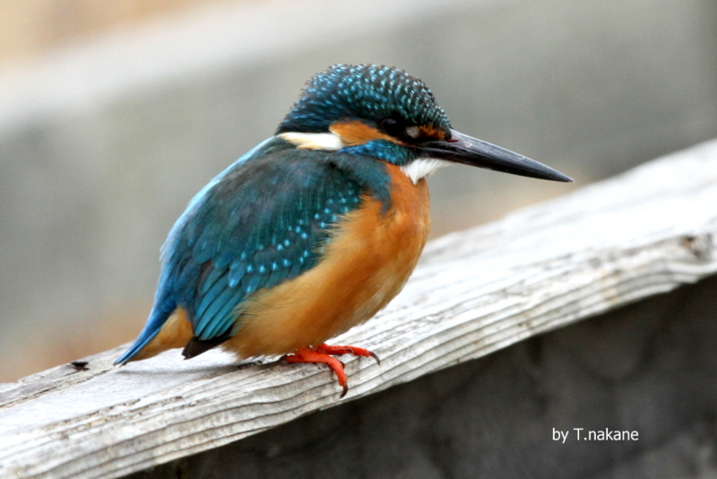 f:id:digibirds:20130215165623j:image