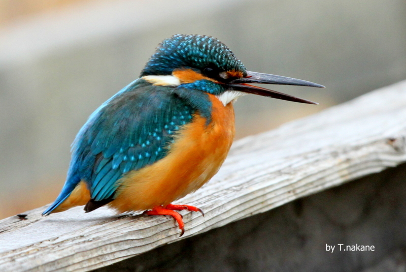 f:id:digibirds:20130215165624j:image
