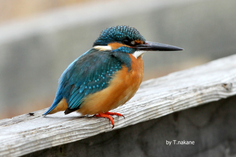 f:id:digibirds:20130215165626j:image