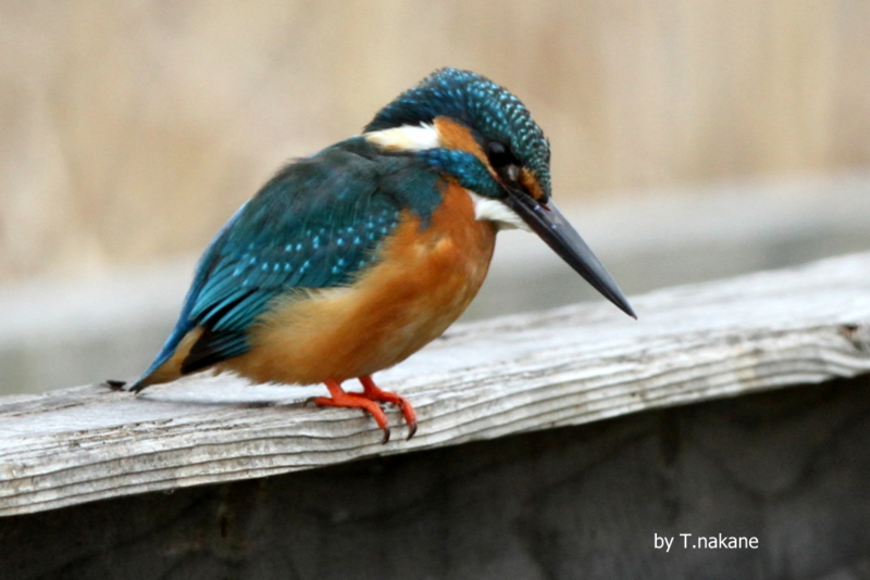 f:id:digibirds:20130215165627j:image