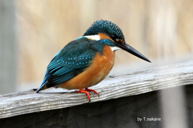 f:id:digibirds:20130215165629j:image