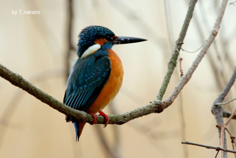 f:id:digibirds:20130215170649j:image
