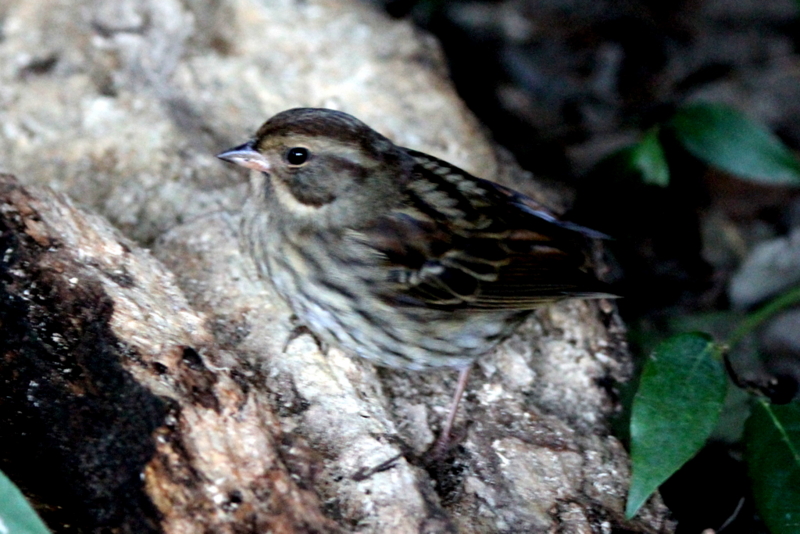 f:id:digibirds:20130216234824j:image