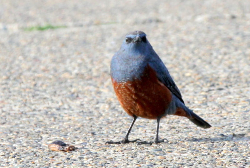 f:id:digibirds:20130218000658j:image