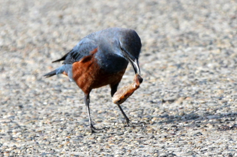 f:id:digibirds:20130218000700j:image