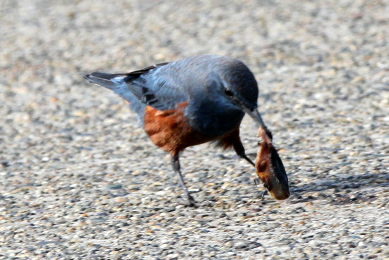 f:id:digibirds:20130218000701j:image