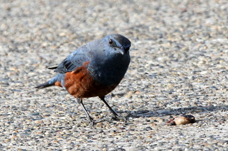 f:id:digibirds:20130218000703j:image