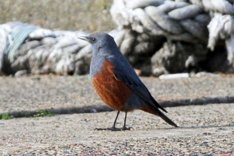 f:id:digibirds:20130218000704j:image