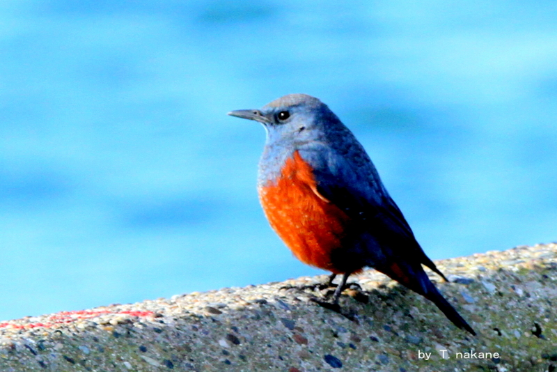 f:id:digibirds:20130218000707j:image