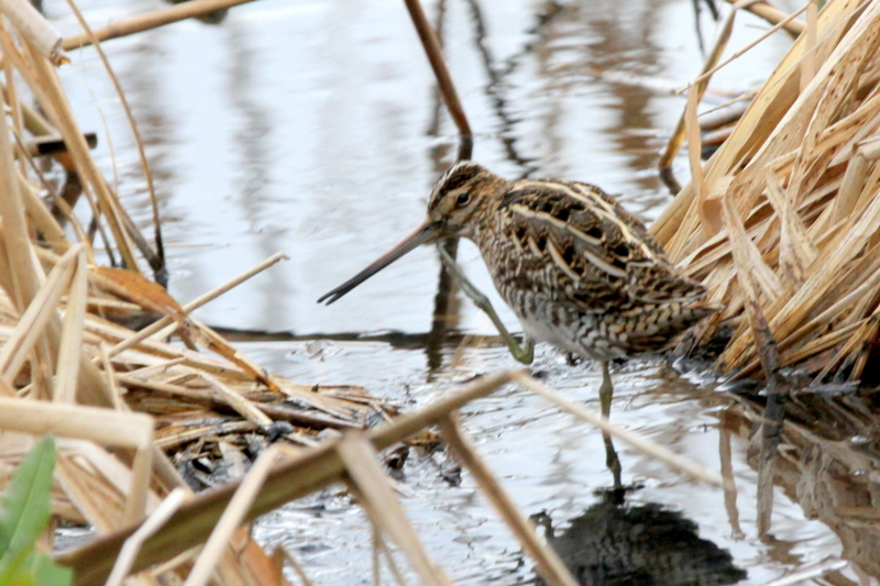 f:id:digibirds:20130218231143j:image