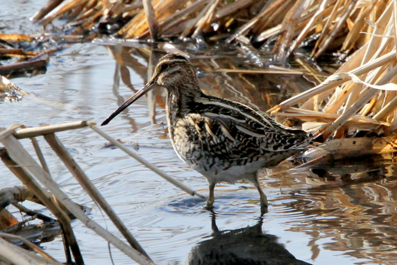 f:id:digibirds:20130218231148j:image