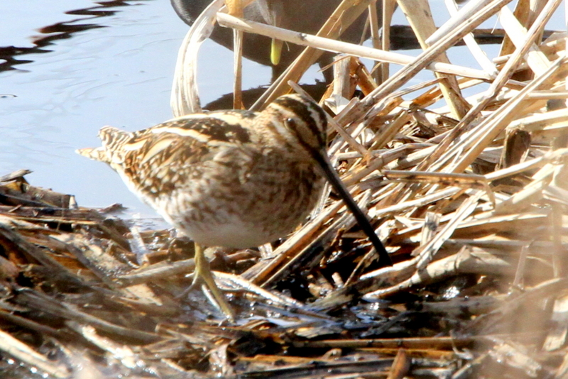 f:id:digibirds:20130218231150j:image