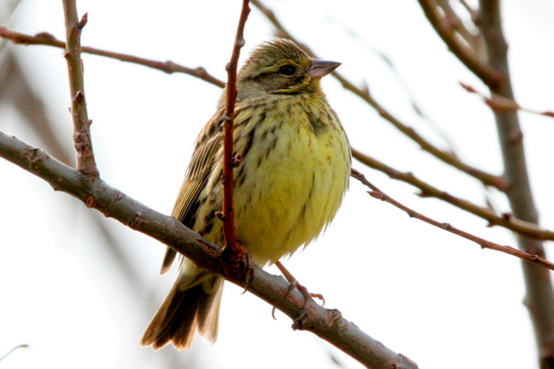 f:id:digibirds:20130218235804j:image