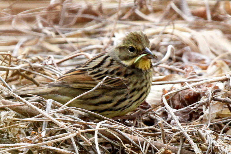 f:id:digibirds:20130218235806j:image