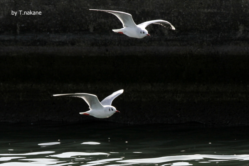 f:id:digibirds:20130219114450j:image