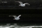 20130219114450