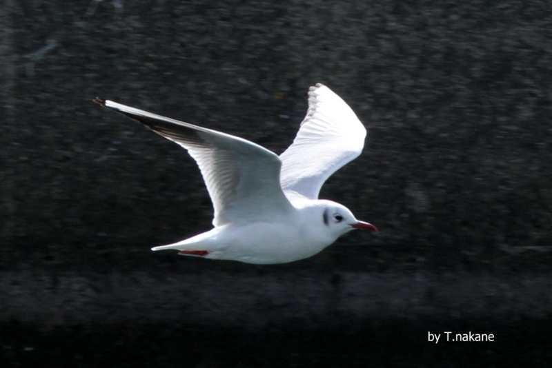 f:id:digibirds:20130219114451j:image