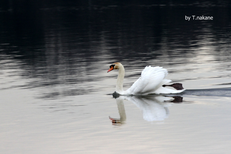 f:id:digibirds:20130220090741j:image