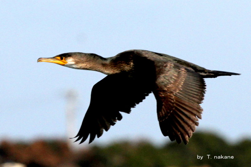 f:id:digibirds:20130221055625j:image f:id:digibirds:20130221055625j:image