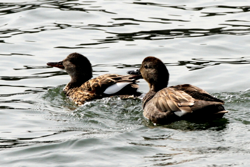 f:id:digibirds:20130222195238j:image