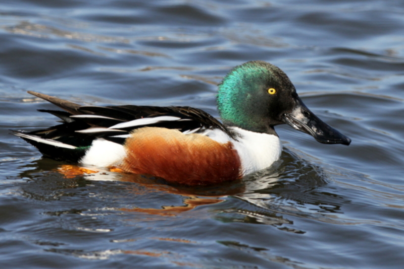 f:id:digibirds:20130225195729j:image