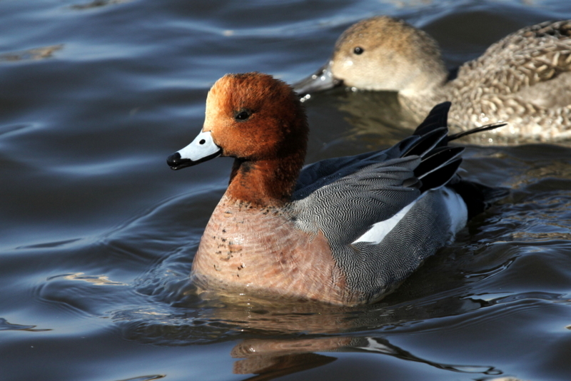 f:id:digibirds:20130226095944j:image