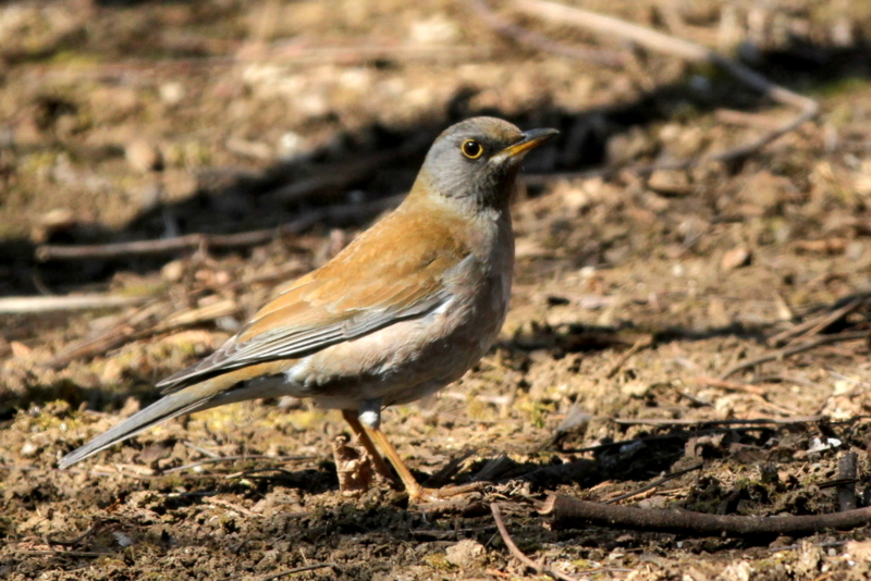 f:id:digibirds:20130227101518j:image