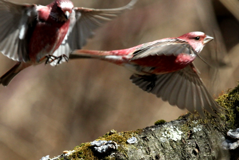 f:id:digibirds:20130303225707j:image