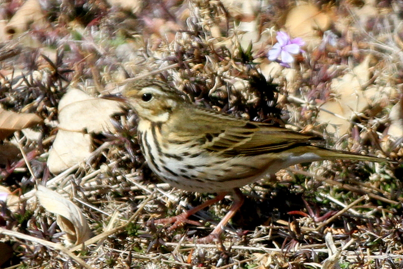 f:id:digibirds:20130306220337j:image
