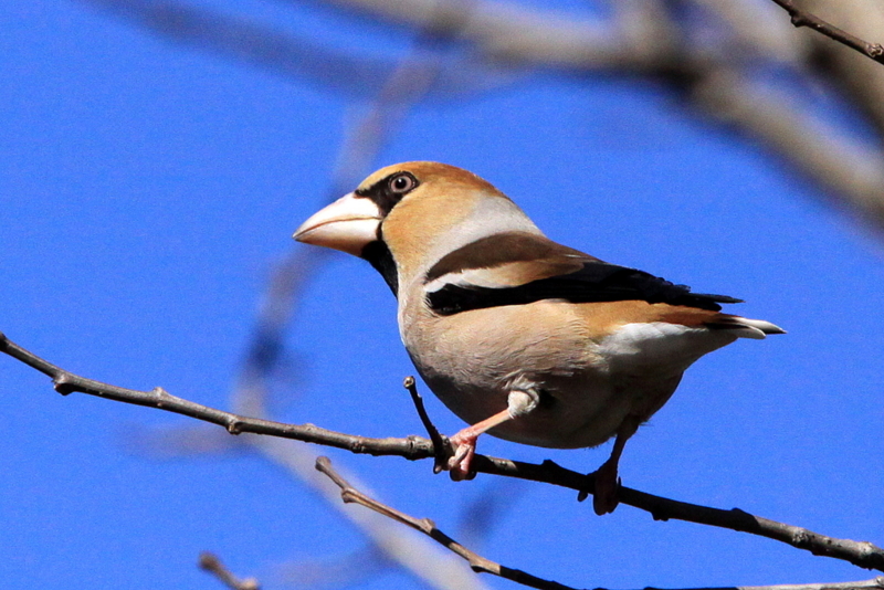 f:id:digibirds:20130311185826j:image