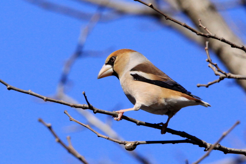 f:id:digibirds:20130311185827j:image