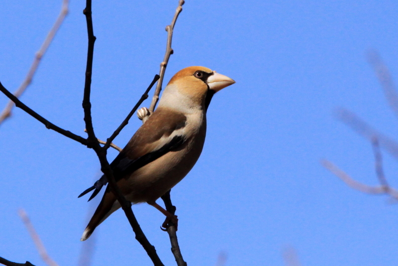 f:id:digibirds:20130311185829j:image