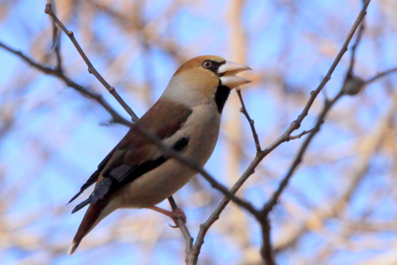 f:id:digibirds:20130311185831j:image