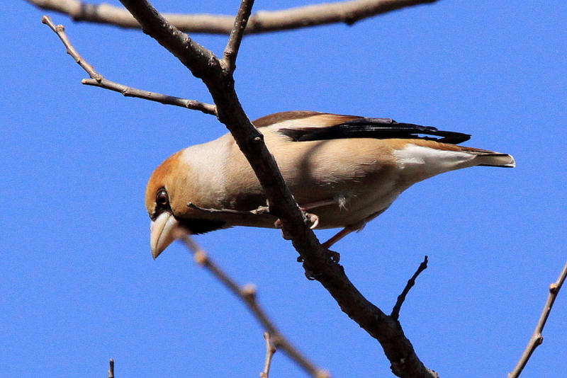 f:id:digibirds:20130311185832j:image