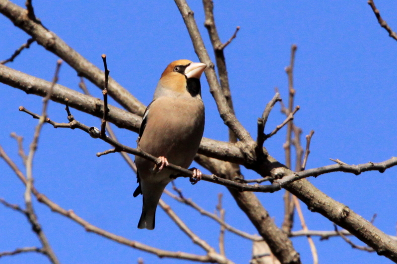 f:id:digibirds:20130311185834j:image