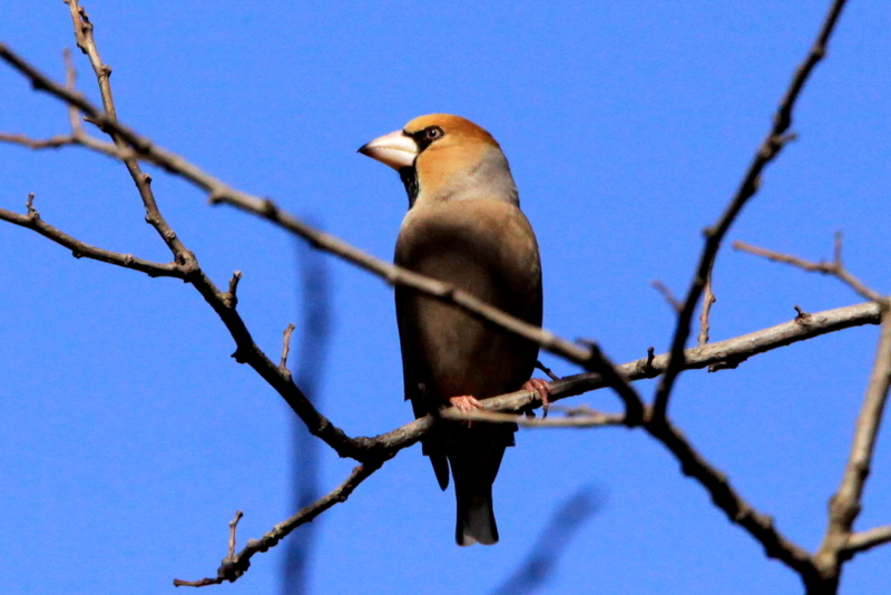 f:id:digibirds:20130311185835j:image