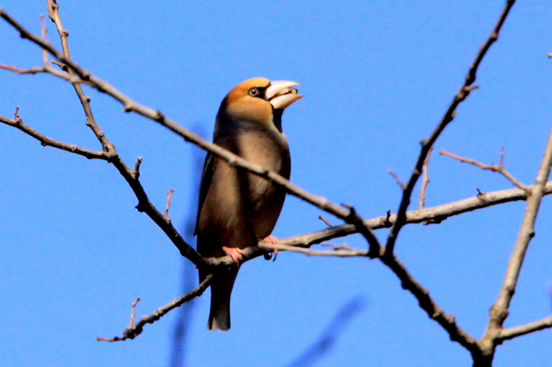 f:id:digibirds:20130311185837j:image